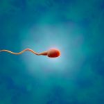 Tansplanted testicular tissue grew sperm in an infertile patient
