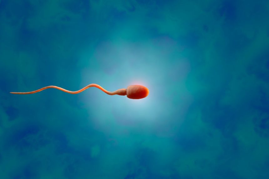 Tansplanted testicular tissue grew sperm in an infertile patient