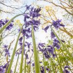 Theo Bosboom Takes a Bug’s-Eye View in His Perspective-Shifting ‘Flowerscapes’ — Colossal