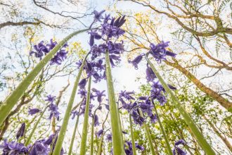 Theo Bosboom Takes a Bug’s-Eye View in His Perspective-Shifting ‘Flowerscapes’ — Colossal