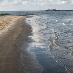 5 Dead Via Vibrio Vulnificus