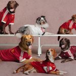 Adidas Originals’ New Pet Collection Brings Pride to Match Day