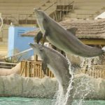 A cruelty ban without an exit plan