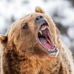 Alaska runner hospitalized after using bear spray to fight off brown bear on trail