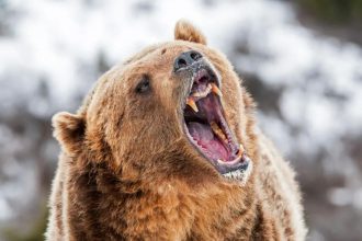 Alaska runner hospitalized after using bear spray to fight off brown bear on trail