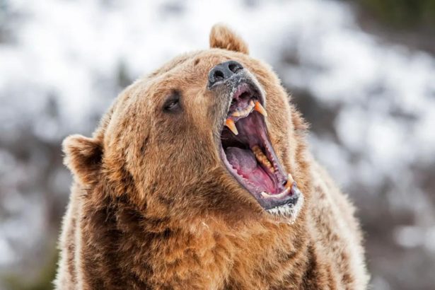 Alaska runner hospitalized after using bear spray to fight off brown bear on trail