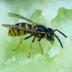 Are wasps losing their rhythm?