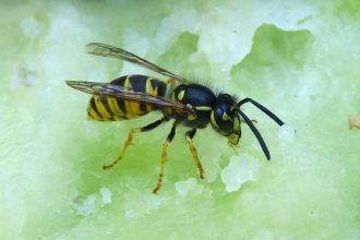 Are wasps losing their rhythm?
