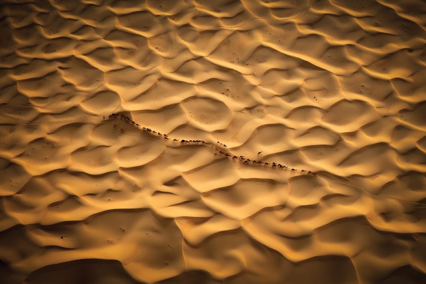 Björn Persson’s New Book Highlights the World’s Incredible and Endangered Wildlife — Colossal