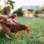 Chickenomics: The Economics of Backyard Chickens