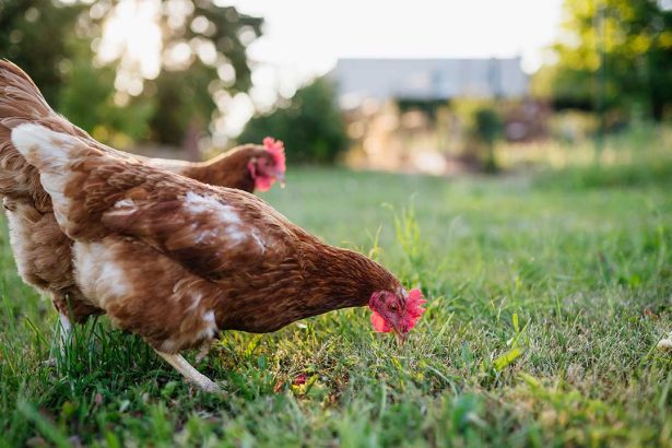 Chickenomics: The Economics of Backyard Chickens