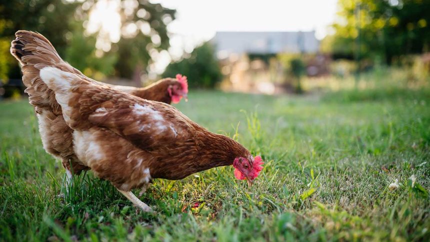 Chickenomics: The Economics of Backyard Chickens