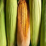 Corn Facing Turnaround Tuesday Pressure