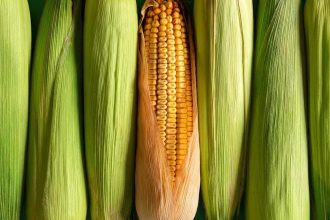 Corn Facing Turnaround Tuesday Pressure