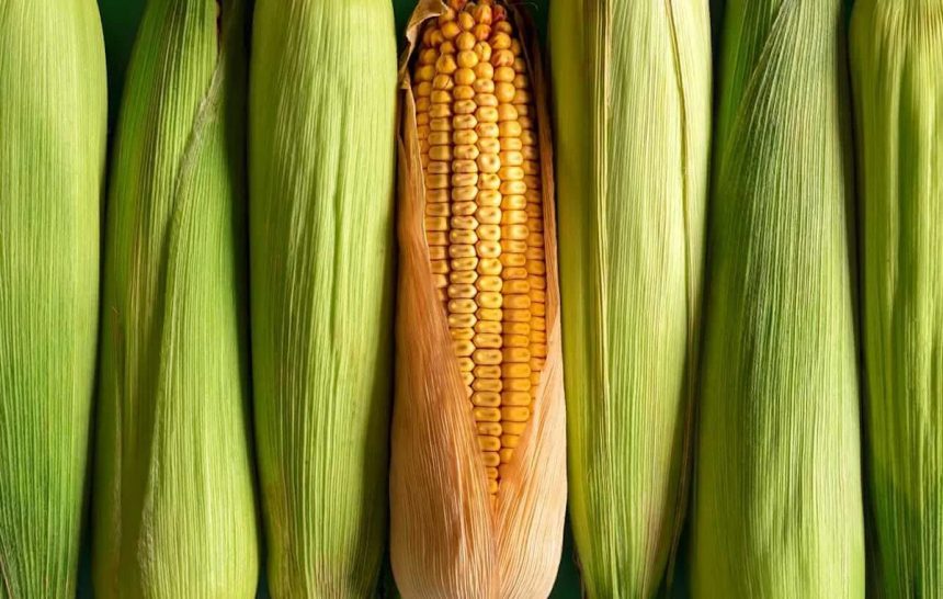 Corn Facing Turnaround Tuesday Pressure
