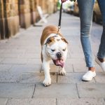 Indoor Dog Walks Are A Lifesaver On Hot Days. Here Are Some Options