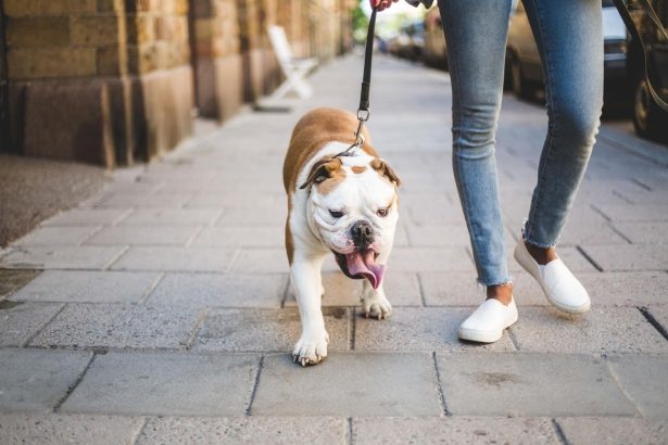 Indoor Dog Walks Are A Lifesaver On Hot Days. Here Are Some Options