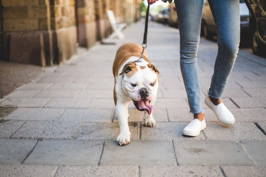 Indoor Dog Walks Are A Lifesaver On Hot Days. Here Are Some Options
