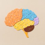 Is there a ‘window of opportunity’ to prevent Alzheimer’s in women?
