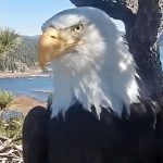 Jackie the Eagle Dies After Becoming Social Media Star
