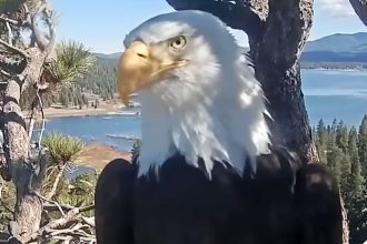 Jackie the Eagle Dies After Becoming Social Media Star
