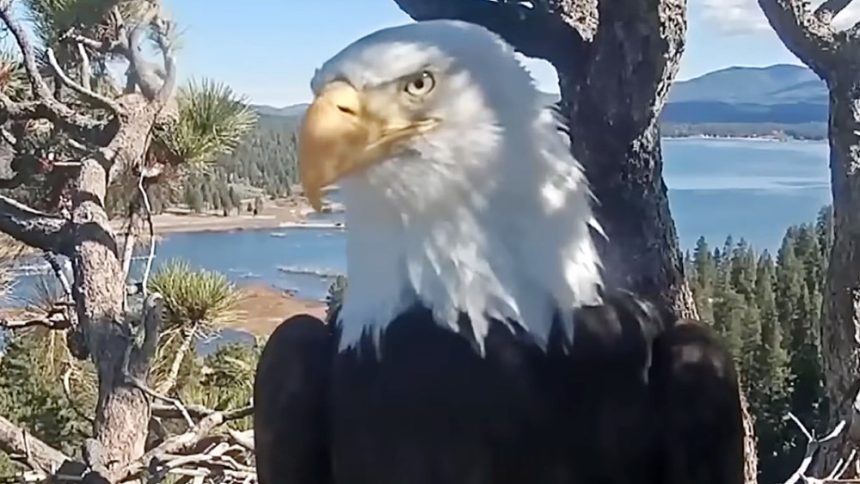 Jackie the Eagle Dies After Becoming Social Media Star