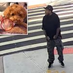 Maniac fires wildly Brooklyn Street, shooting dog barely missing developmentally delayed woman