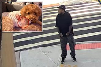 Maniac fires wildly Brooklyn Street, shooting dog barely missing developmentally delayed woman