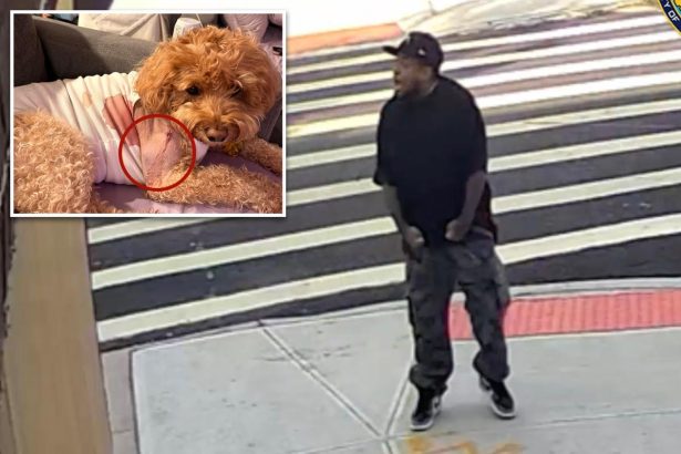 Maniac fires wildly Brooklyn Street, shooting dog barely missing developmentally delayed woman