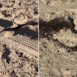 Rattlesnake spotted slithering on popular Southern California beach