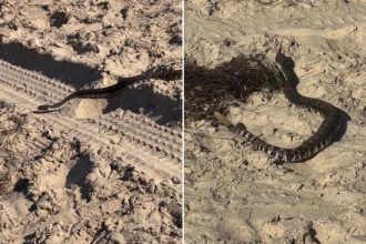 Rattlesnake spotted slithering on popular Southern California beach