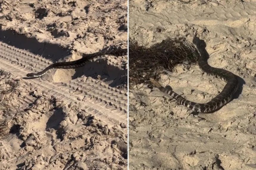 Rattlesnake spotted slithering on popular Southern California beach