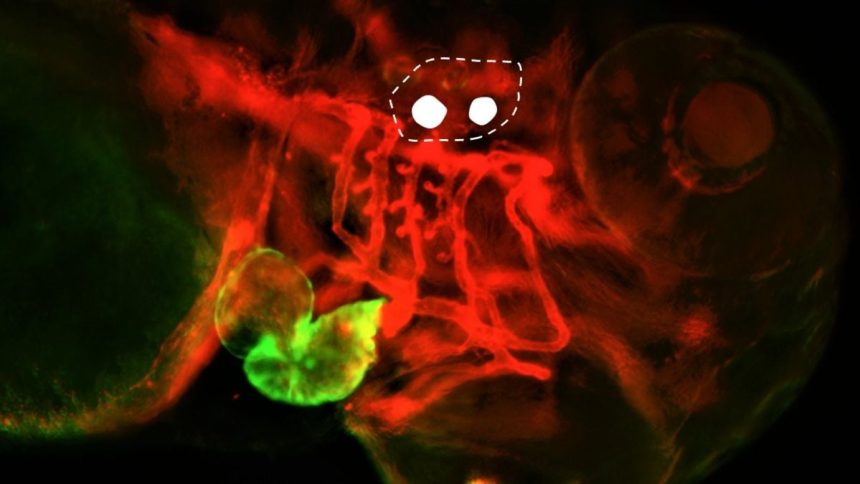 Scientists Wiggled a Fish’s Earbones With Light – And Changed Its Heartbeat : ScienceAlert