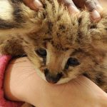 Social media driving wild animal pet trade