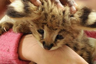 Social media driving wild animal pet trade