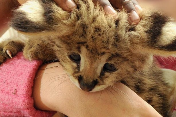Social media driving wild animal pet trade