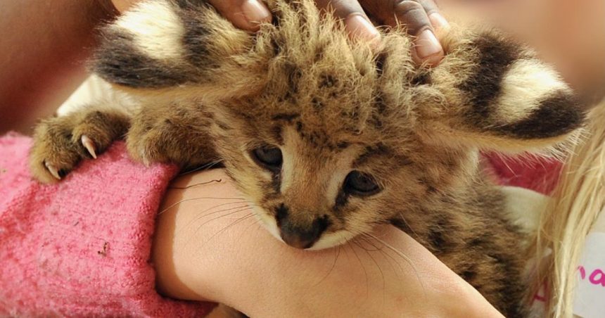 Social media driving wild animal pet trade