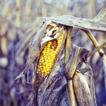 The World’s Vegetables Are Vanishing, And It’s Quietly Wrecking Our Diets : ScienceAlert