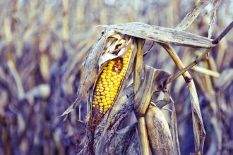 The World’s Vegetables Are Vanishing, And It’s Quietly Wrecking Our Diets : ScienceAlert