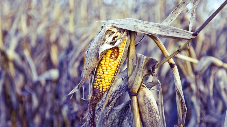 The World’s Vegetables Are Vanishing, And It’s Quietly Wrecking Our Diets : ScienceAlert