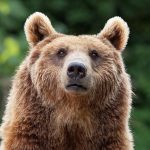 There’s One Predator That Terrifies Bears And Mountain Lions Alike : ScienceAlert