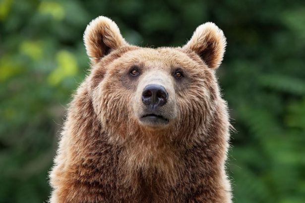 There’s One Predator That Terrifies Bears And Mountain Lions Alike : ScienceAlert