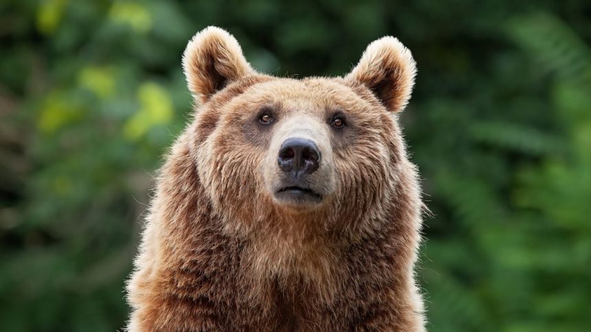 There’s One Predator That Terrifies Bears And Mountain Lions Alike : ScienceAlert