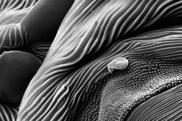 What Is This Black-And-White Vista? : ScienceAlert