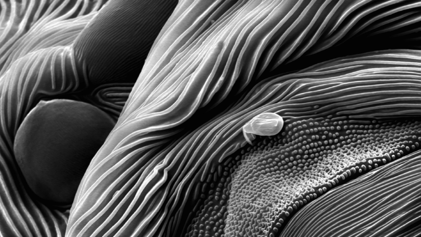 What Is This Black-And-White Vista? : ScienceAlert
