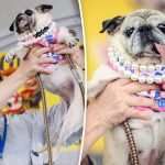 World’s Ugliest Dog crowned as meat-market rescue pug Jinny Lu wins ,000