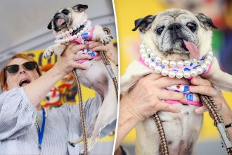 World’s Ugliest Dog crowned as meat-market rescue pug Jinny Lu wins ,000