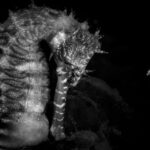 a black-and-white photo of an adult seahorse pictured with newly born juveniles