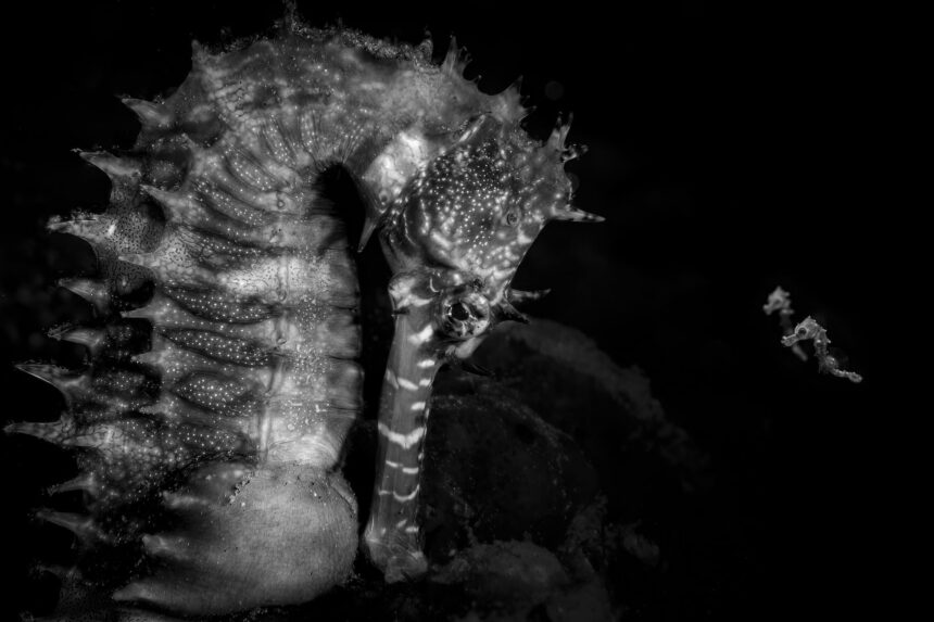 a black-and-white photo of an adult seahorse pictured with newly born juveniles