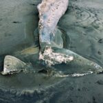 Gray whales are washing up dead on the West Coast. The reason is alarming